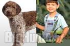 Lagotto romagnolo